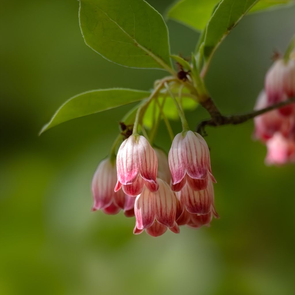 Enkianthus campanulatus - Enquianto