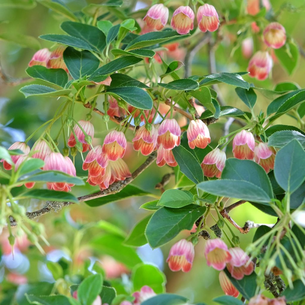 Enkianthus campanulatus - Enquianto