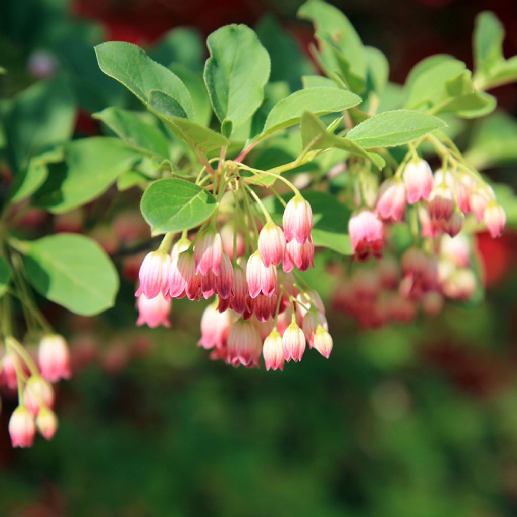 Enkianthus campanulatus - Enquianto
