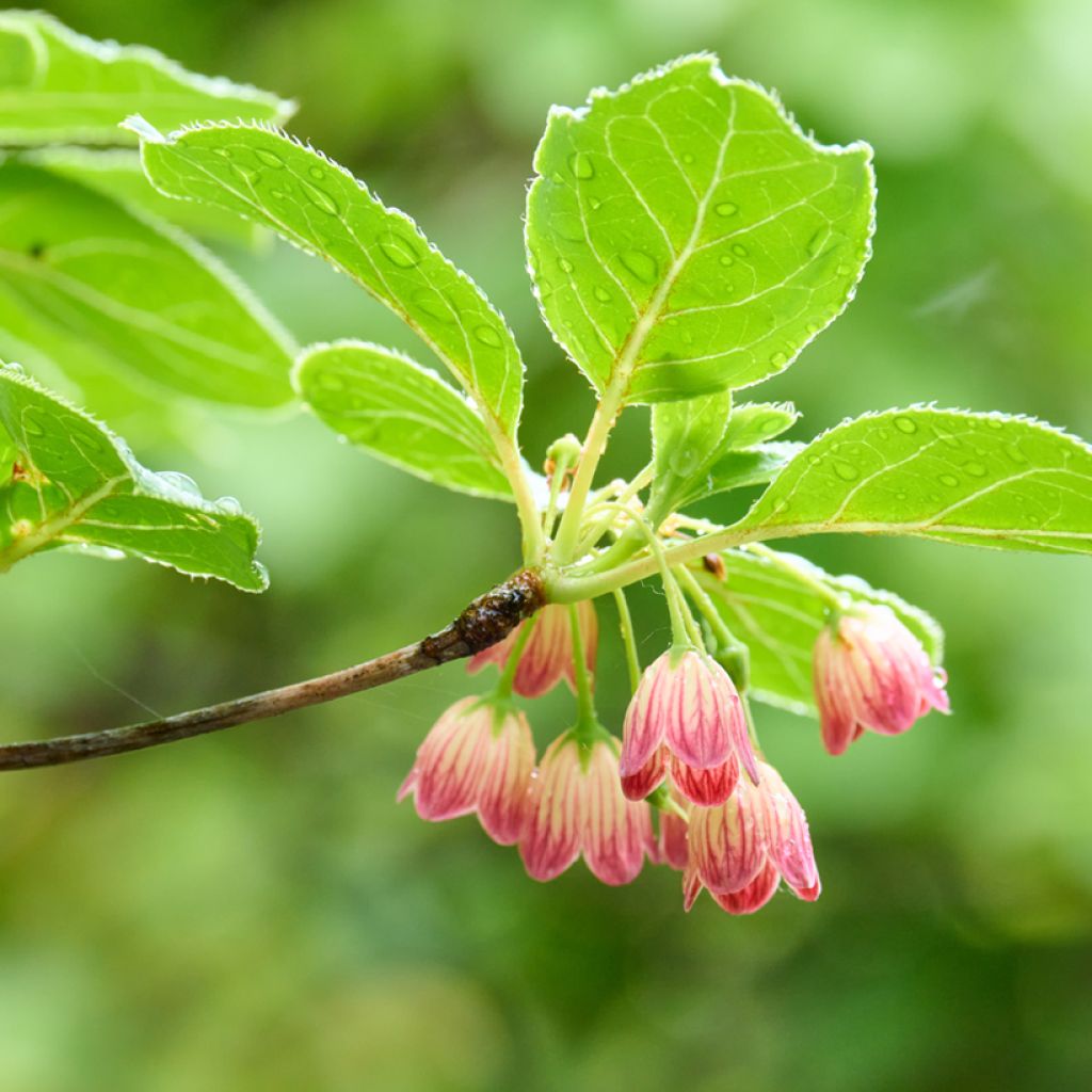 Enkianthus campanulatus - Enquianto