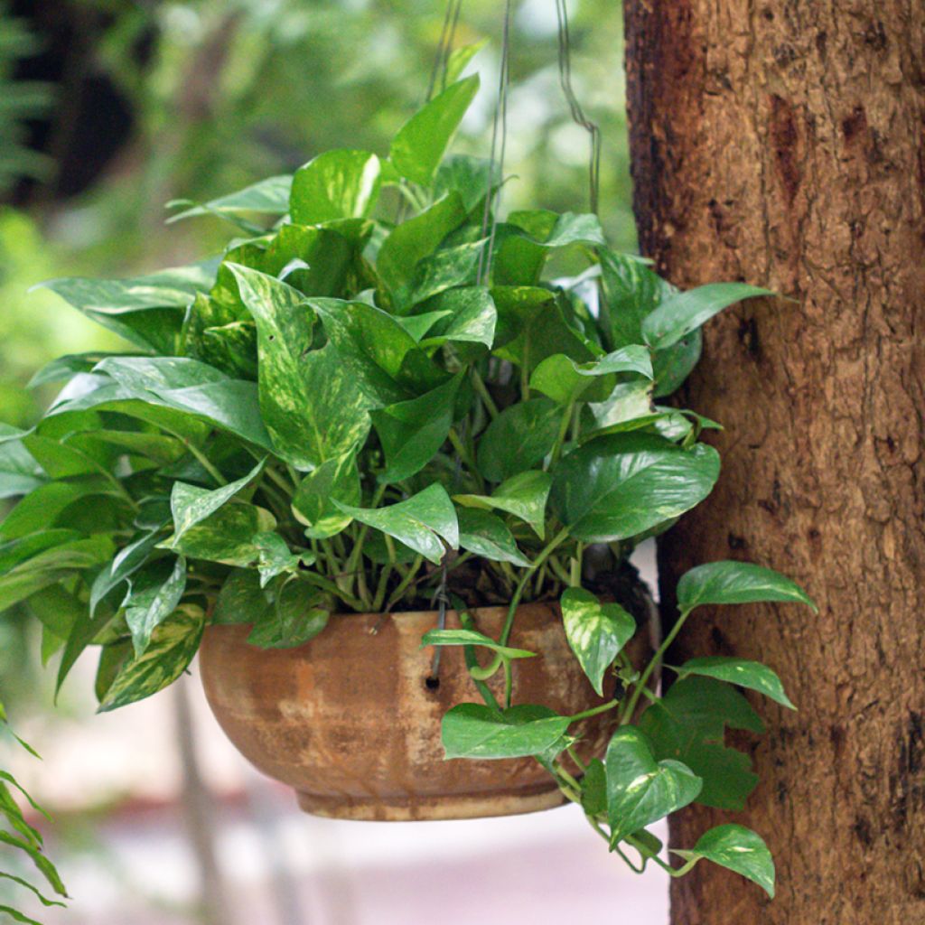 Poto - Epipremnum aureum