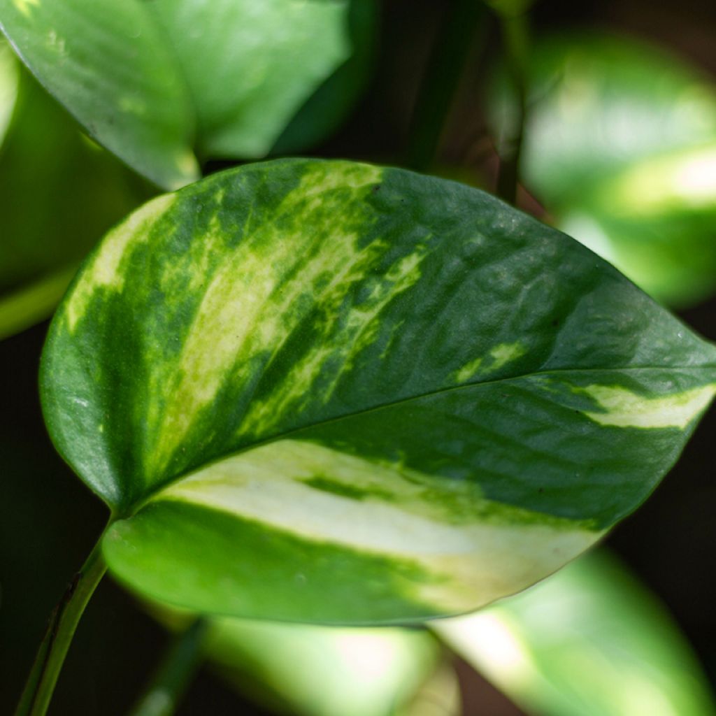 Poto - Epipremnum aureum
