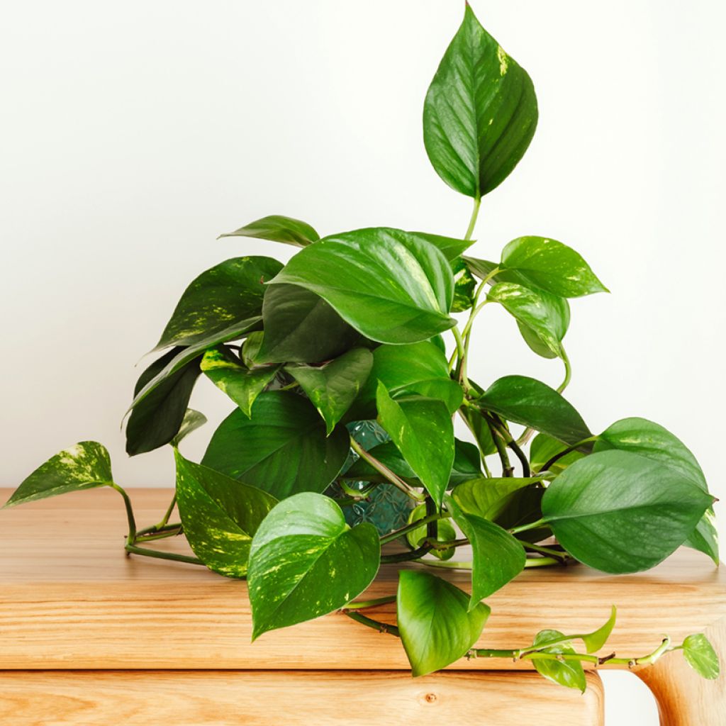 Poto - Epipremnum aureum