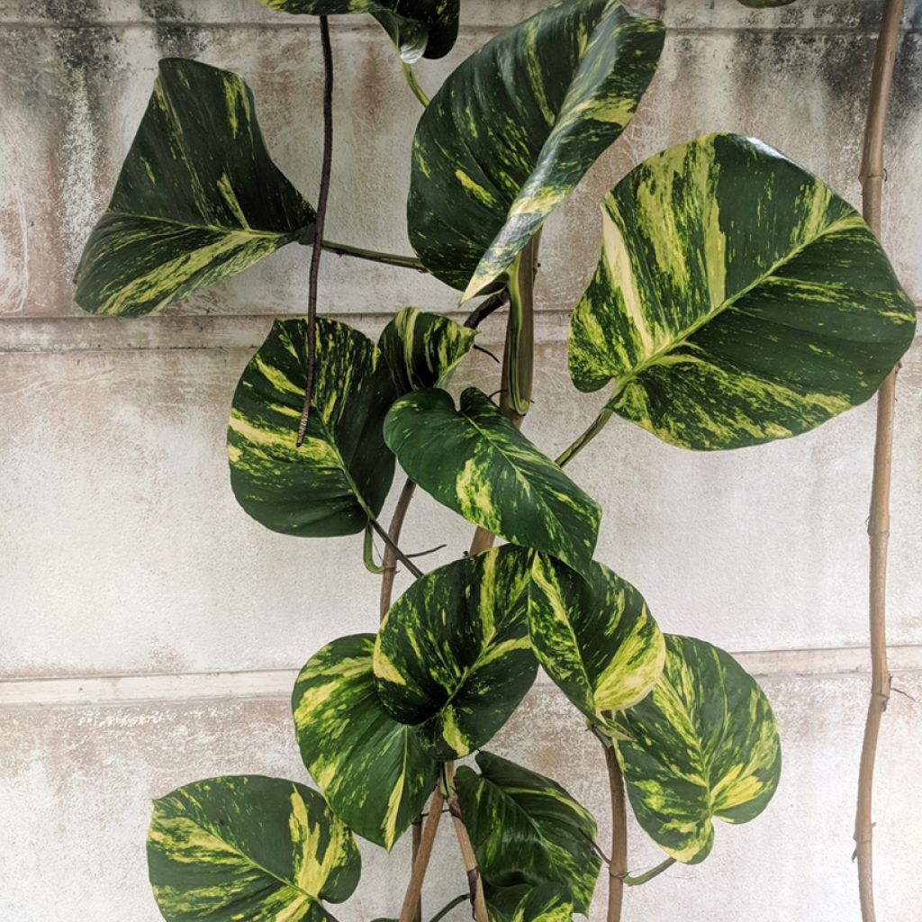 Poto - Epipremnum aureum