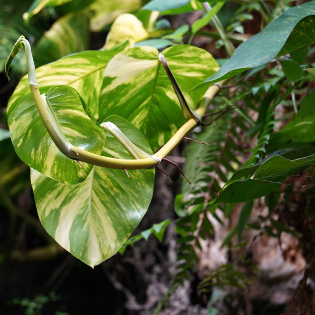 Epipremnum aureum Marble Queen - Pothos