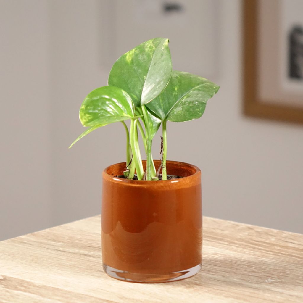 Poto - Epipremnum aureum