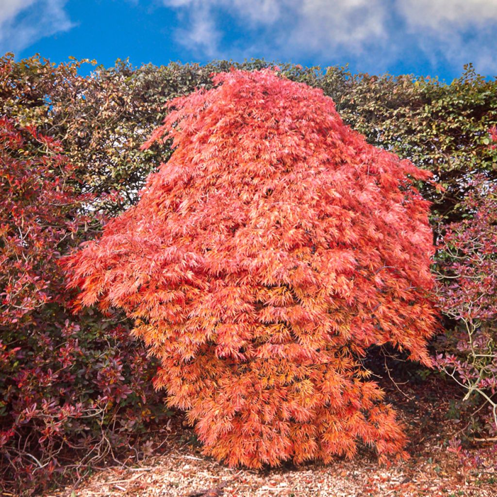 Arce japonés Dissectum Ornatum