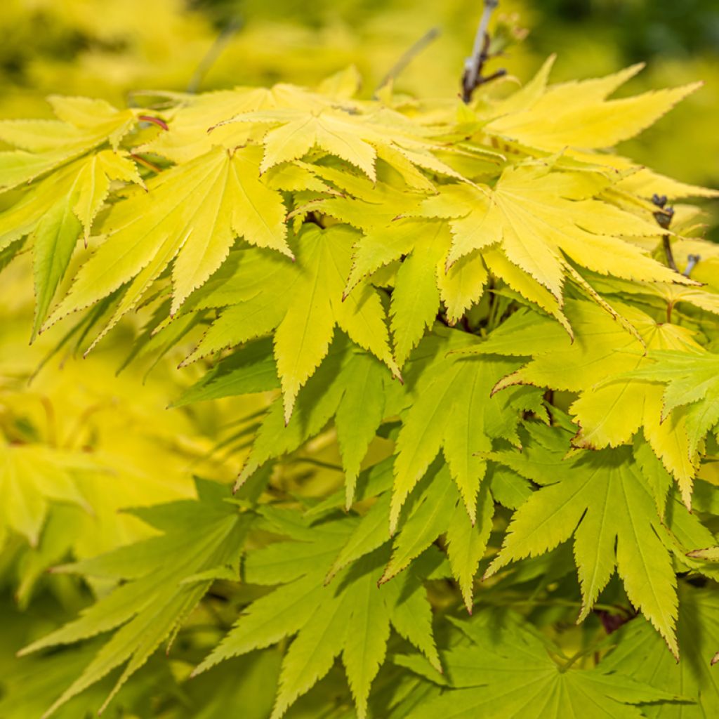 Arce de Shirasawa Jordan - Acer shirasawanum