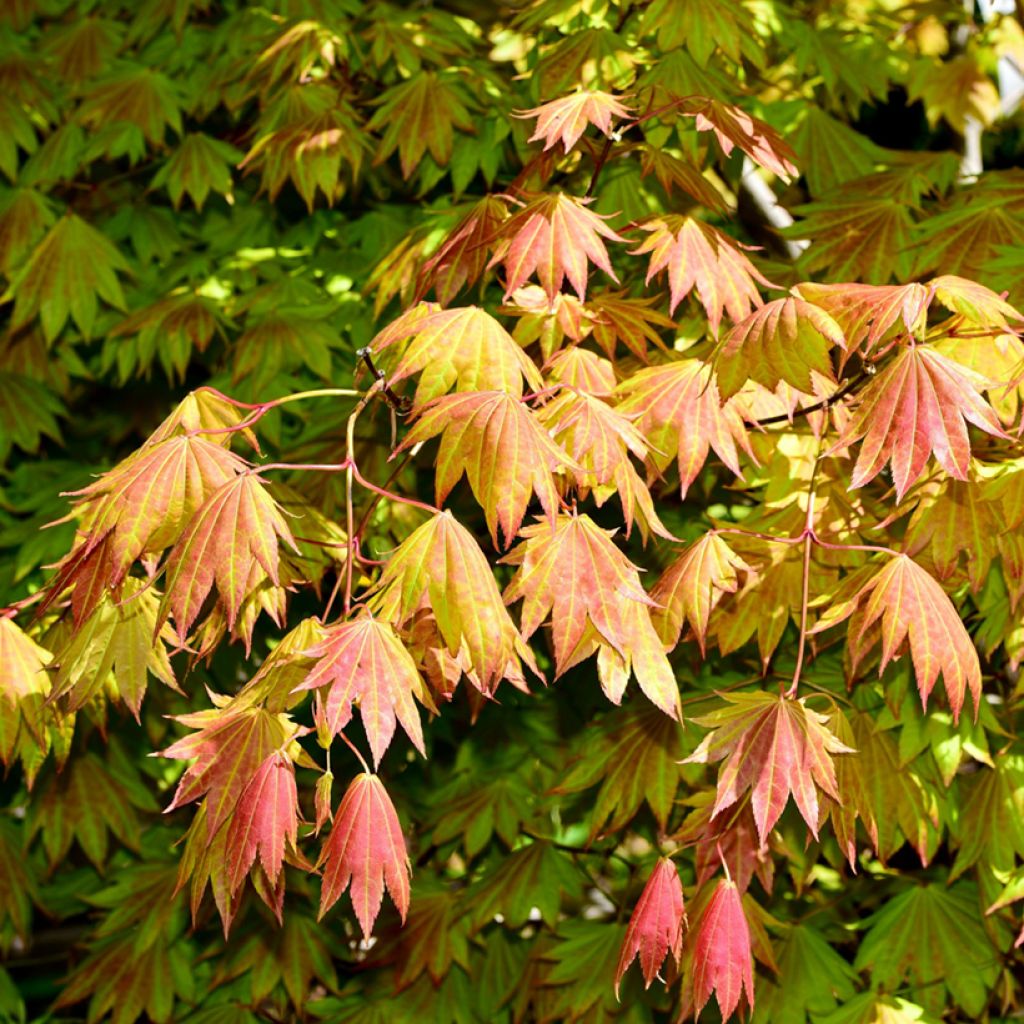 Arce de Shirasawa Moonrise - Acer shirasawanum