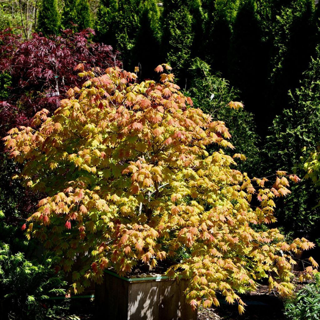 Arce de Shirasawa Moonrise - Acer shirasawanum