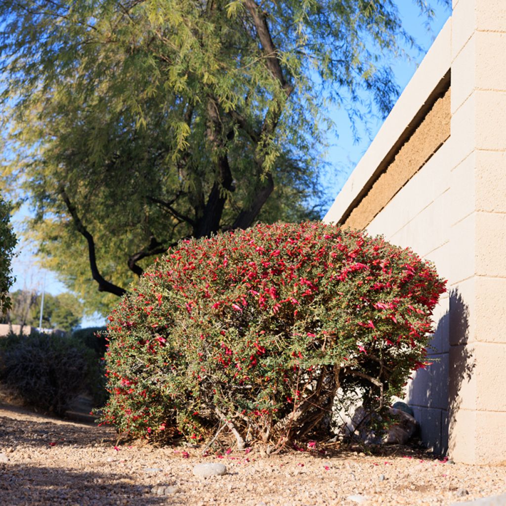 Eremophila maculata - Falsa ortiga moteada
