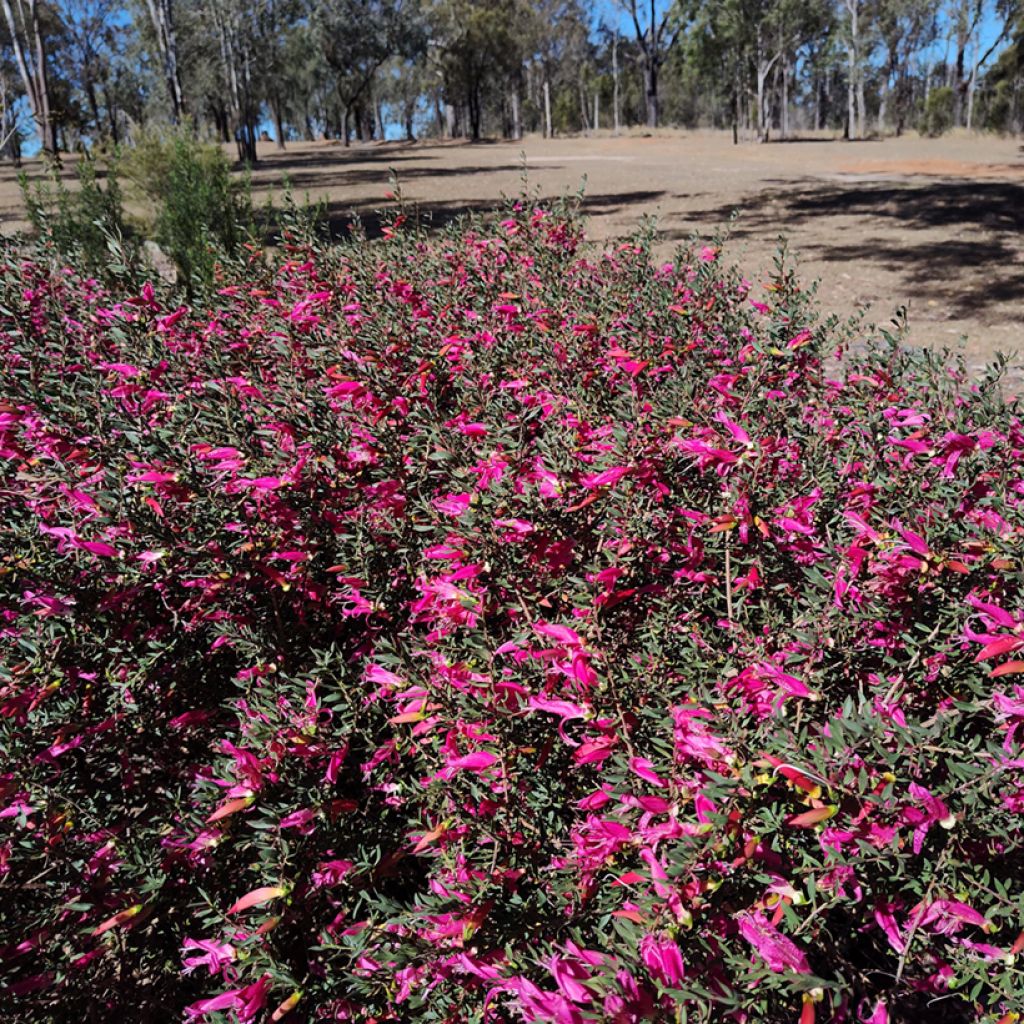 Eremophila maculata - Falsa ortiga moteada