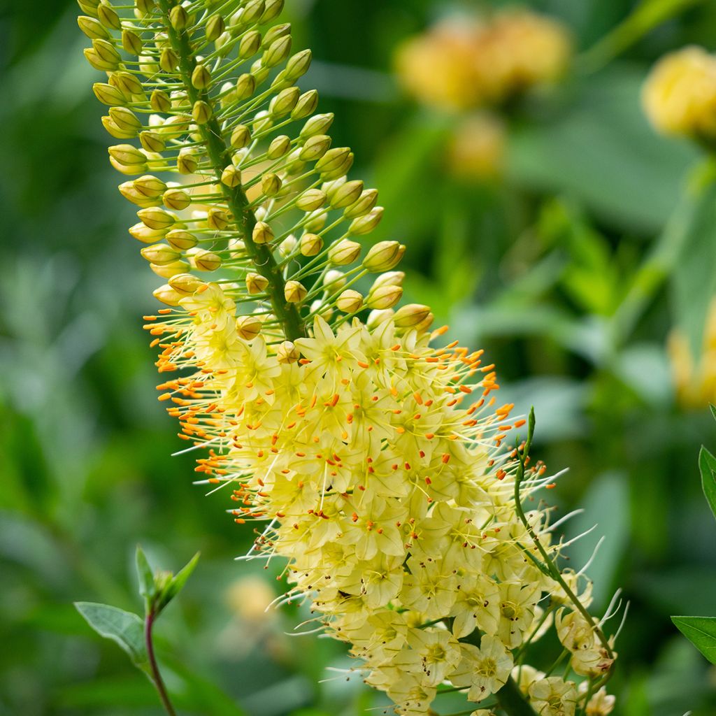 Eremurus bungei - Cola de zorro