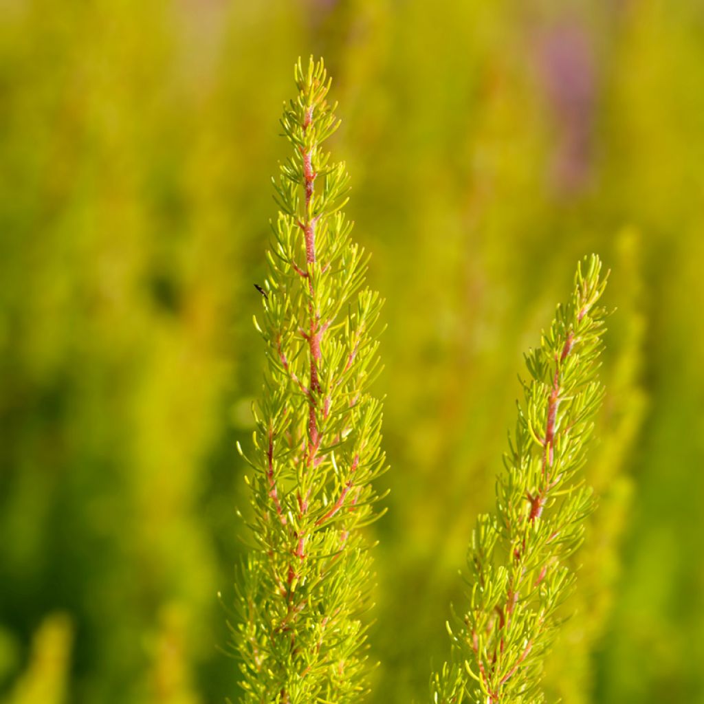 Erica arborea Albert's Gold - Brezo blanco