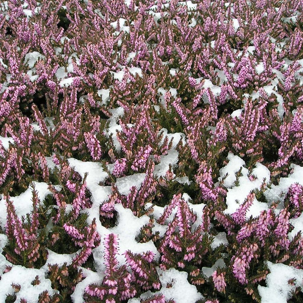 Erica darleyensis Furzey - Brezo rosado