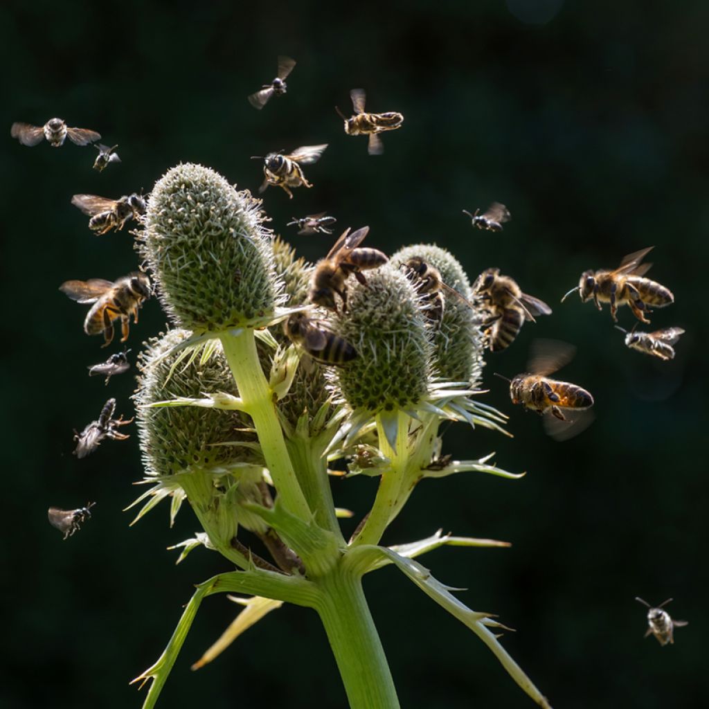 Eryngium agavifolium - Cardo de hoja de agave