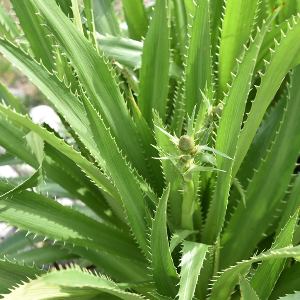 Eryngium agavifolium - Cardo de hoja de agave