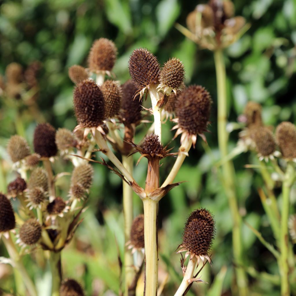 Eryngium agavifolium - Cardo de hoja de agave