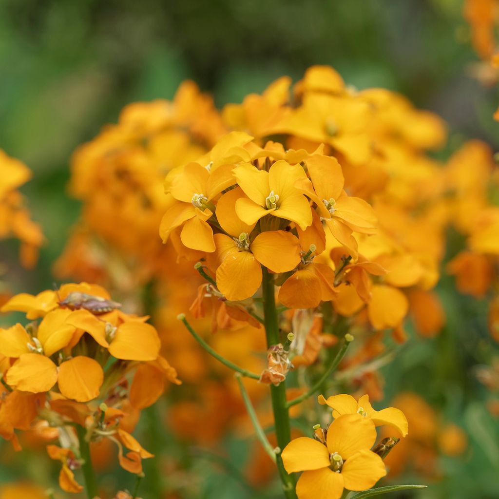 Erysimum allionii Zwerg Mango - Alhelí