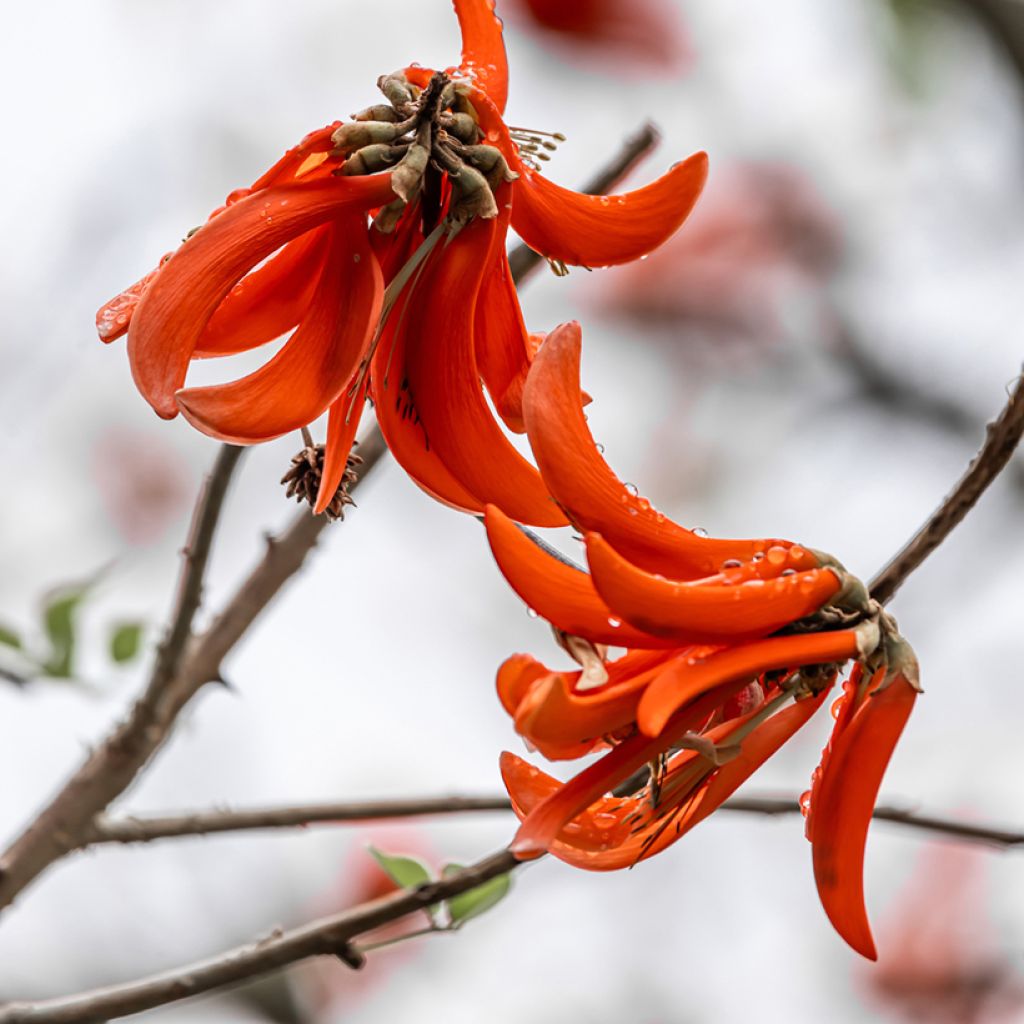 Erythrina caffra - Arbre corail