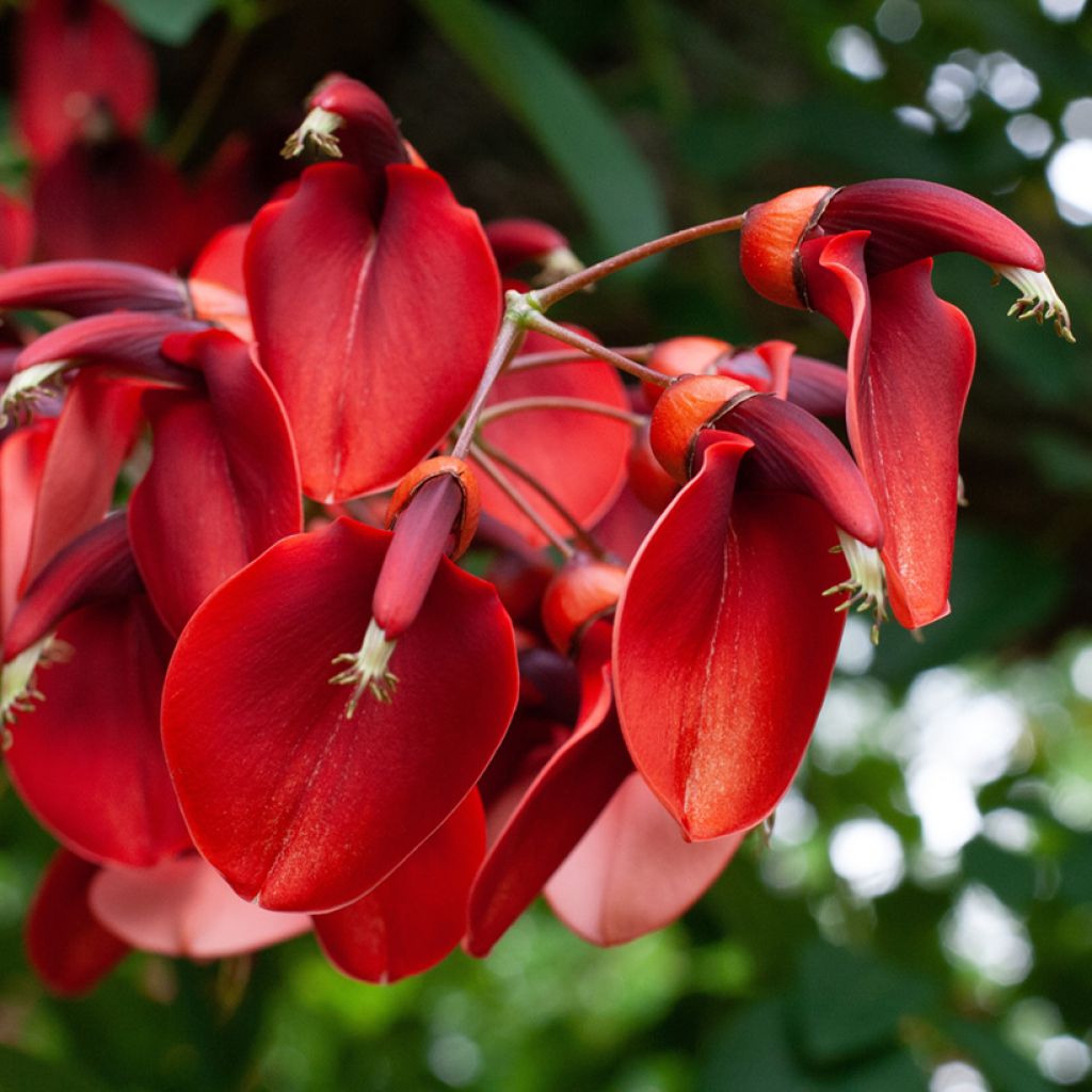 Erythrina crista-galli - Ceibo