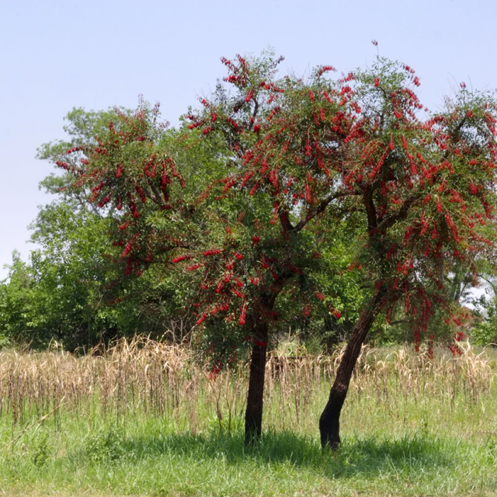 Erythrina crista-galli - Ceibo