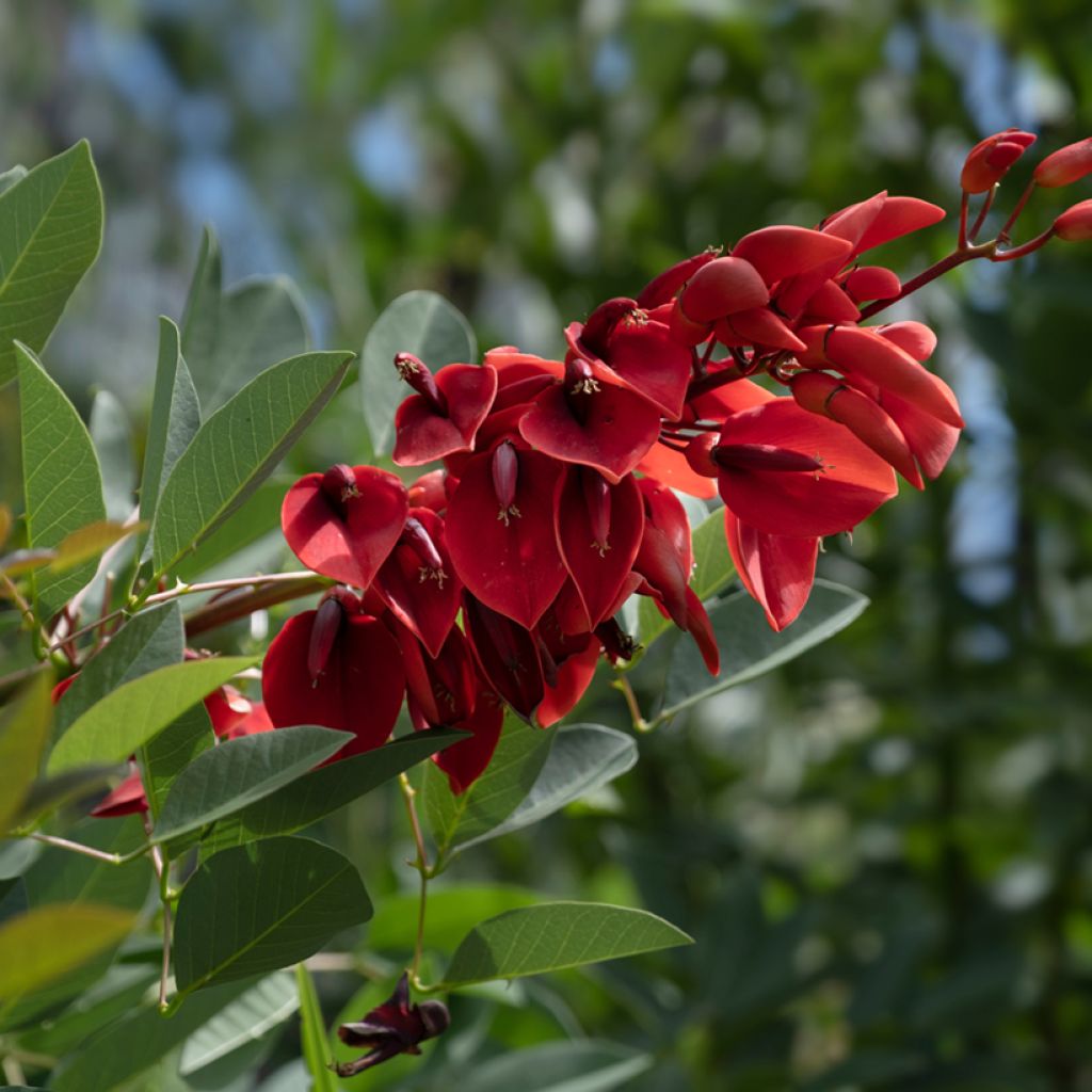 Erythrina crista-galli - Ceibo