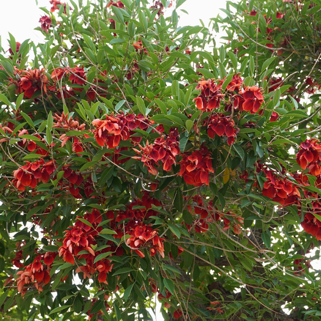 Erythrina crista-galli - Ceibo