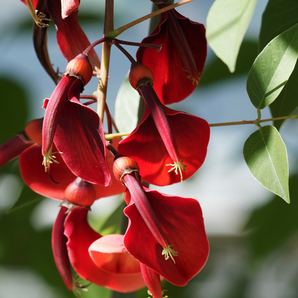 Erythrina crista-galli Compacta - Ceibo