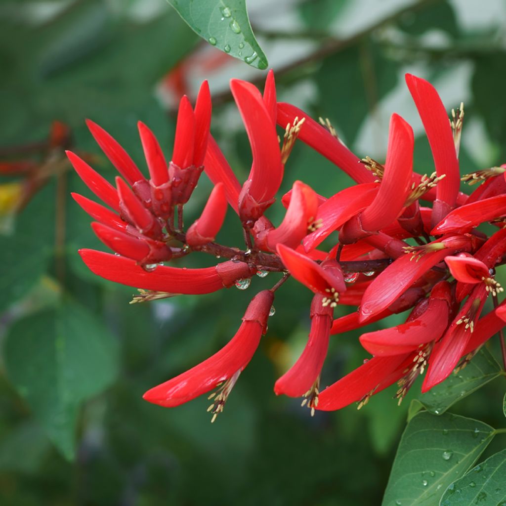 Erythrina bidwillii - Coralito
