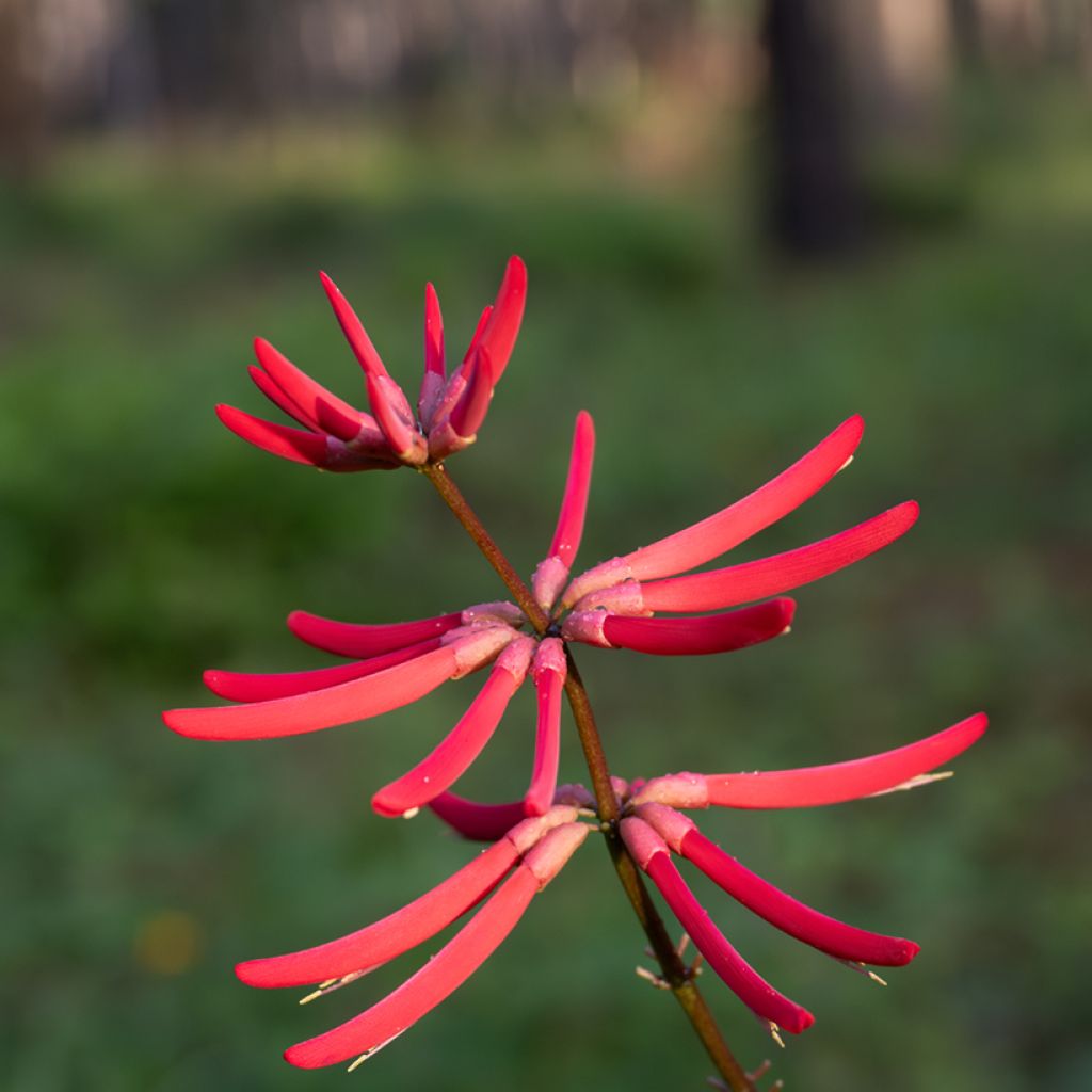 Erythrina Amélie Jeckert - Ceibo