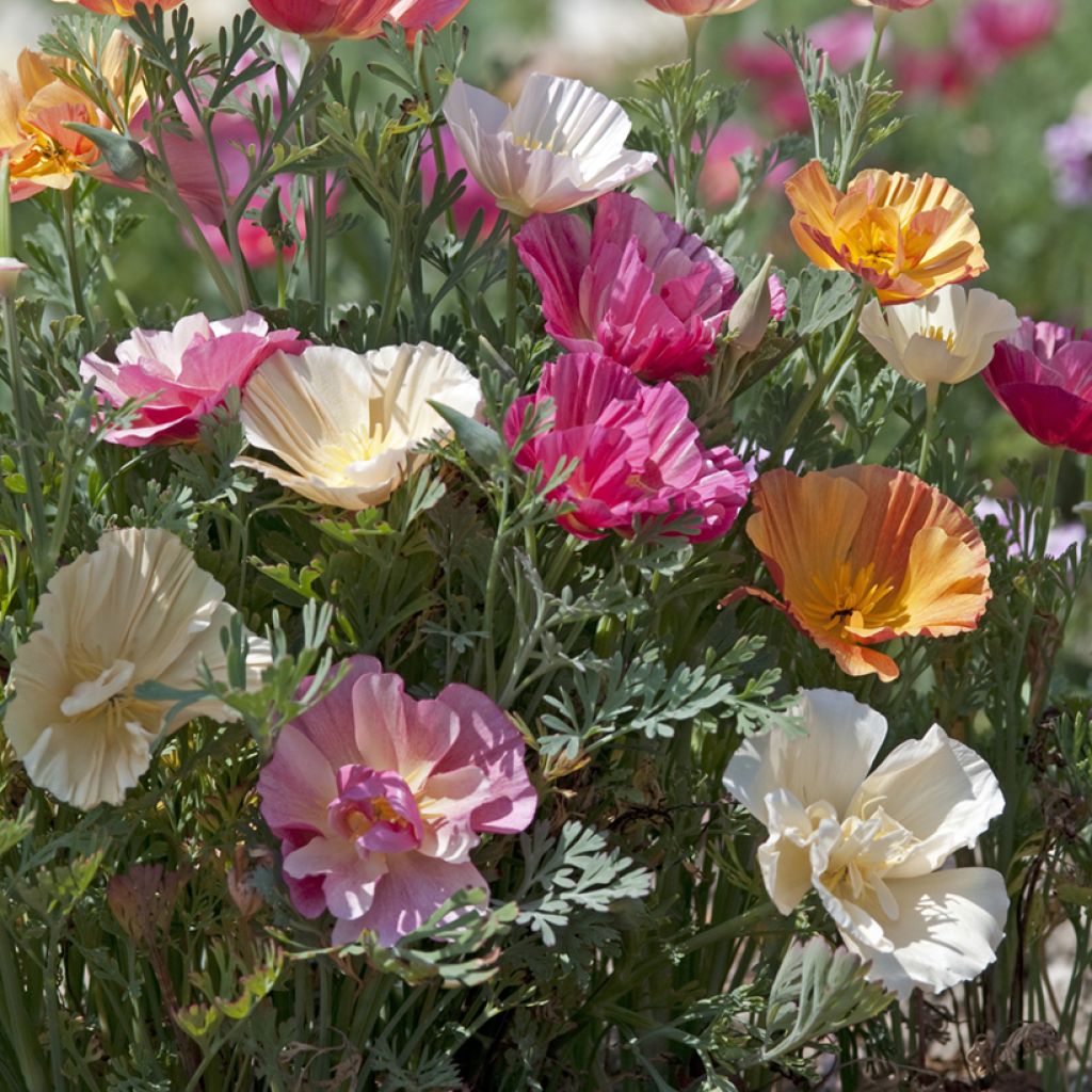 Eschscholzia californica Thai Silk Formula Mixture - Amapola de California