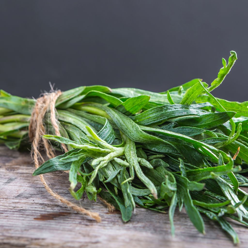 Estragón ruso - Artemisia dracunculoides