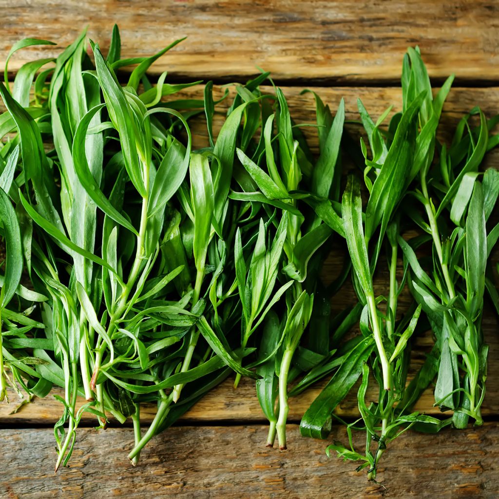 Estragón ruso - Artemisia dracunculoides