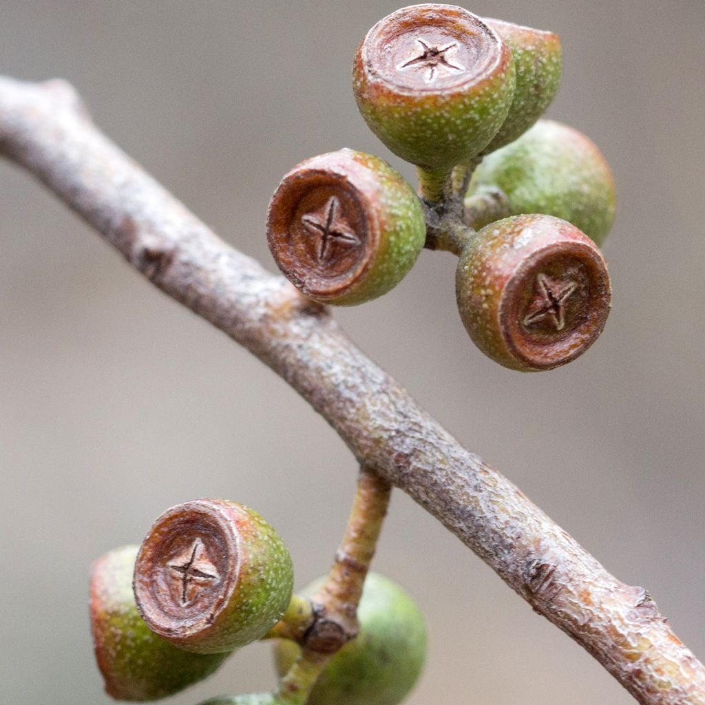 Eucalyptus amygdalina