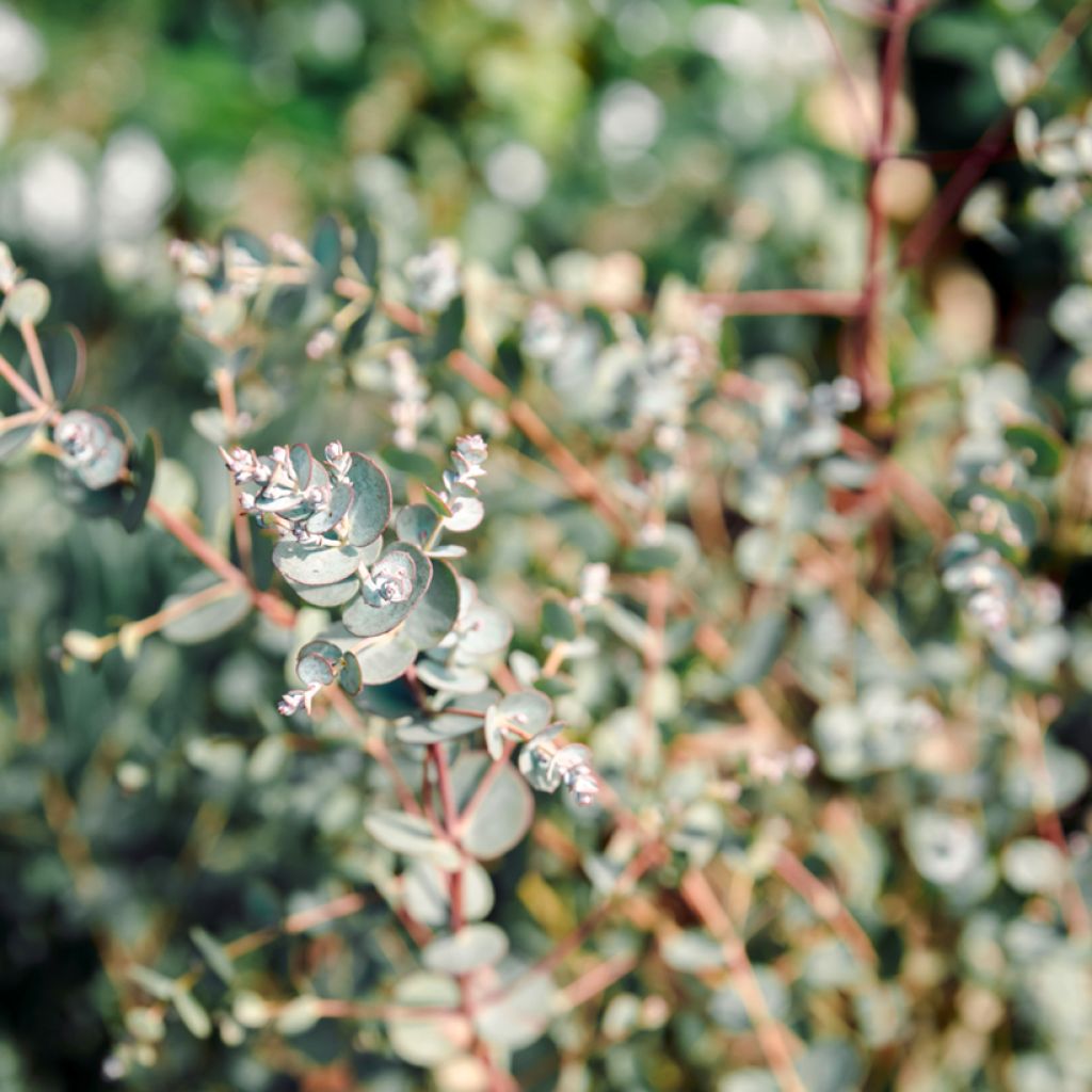 Eucalyptus gunnii Azura Cagire