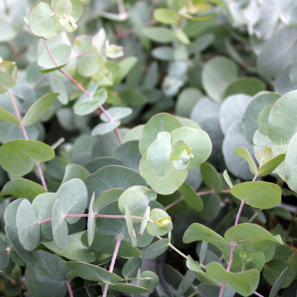 Eucalipto de Gunn - Eucalyptus gunnii