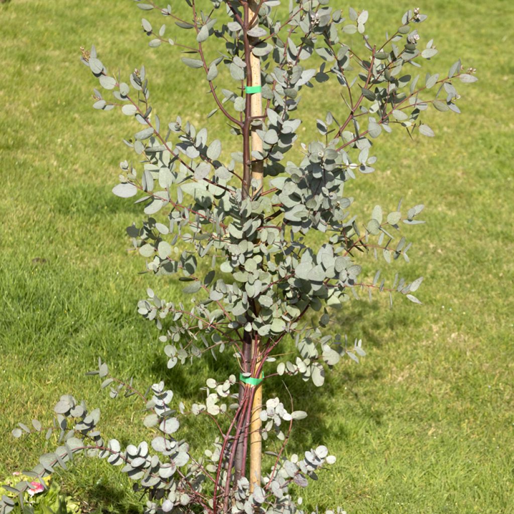 Eucalipto de Gunn - Eucalyptus gunnii