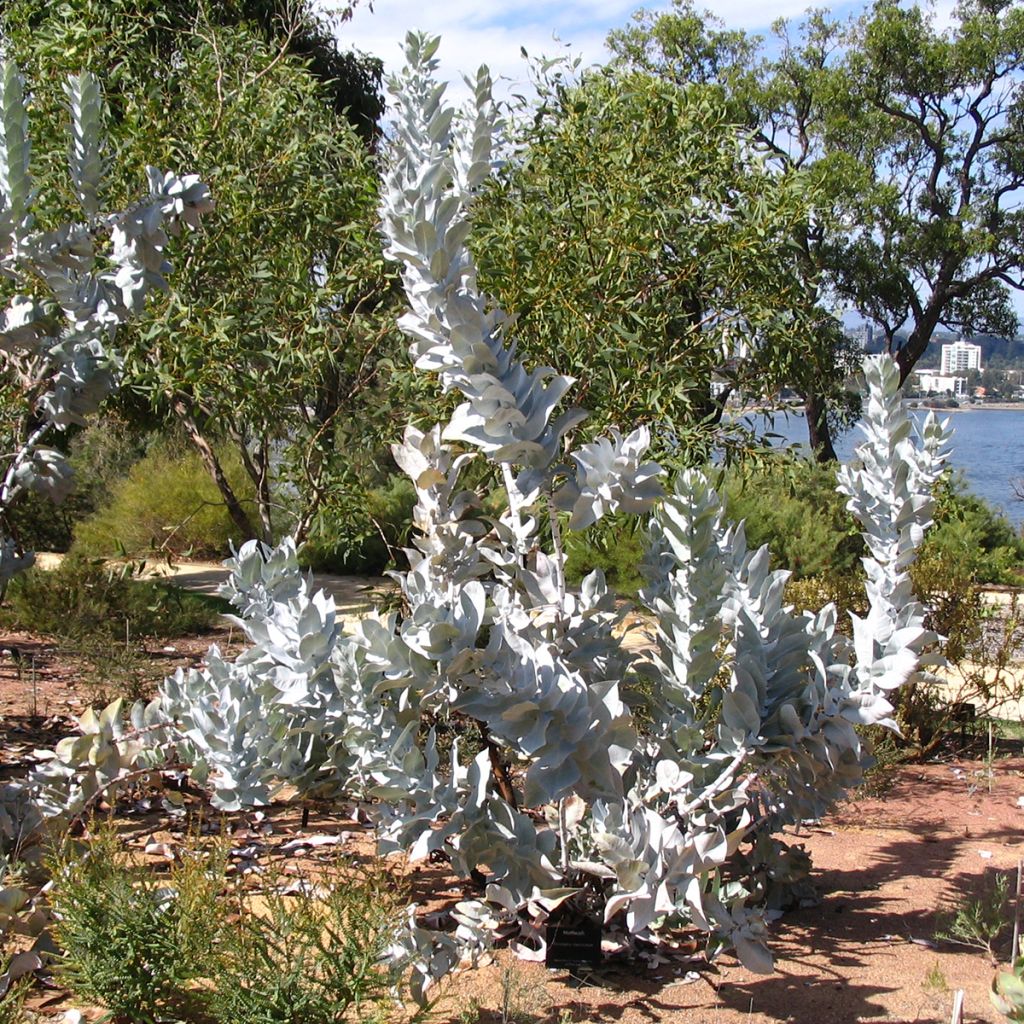 Eucalyptus macrocarpa - Eucalipto de gran fruto