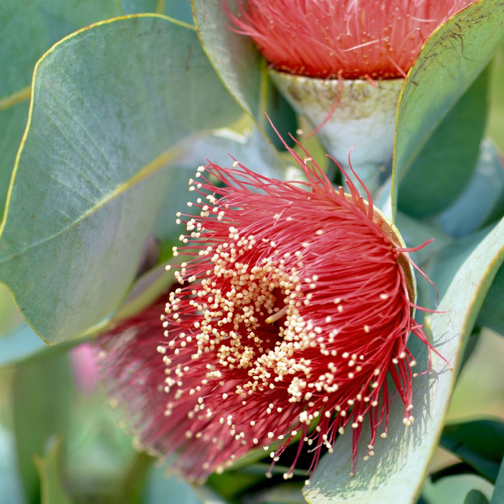 Eucalyptus macrocarpa - Eucalipto de gran fruto
