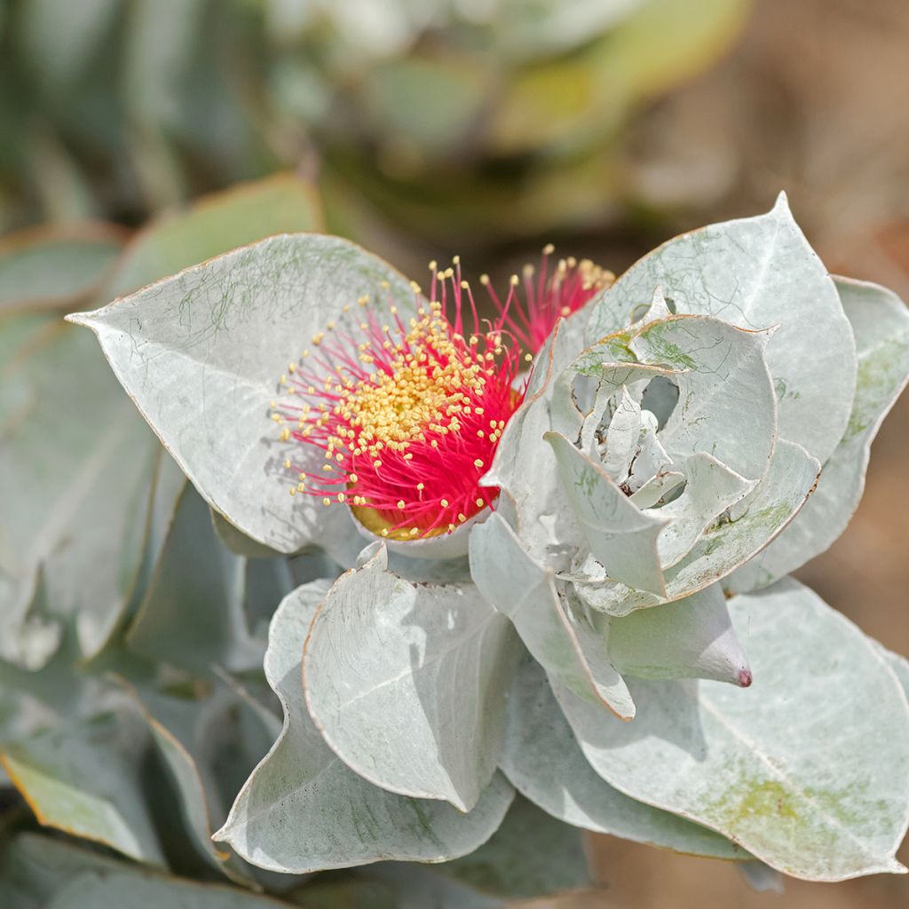 Eucalyptus macrocarpa - Eucalipto de gran fruto