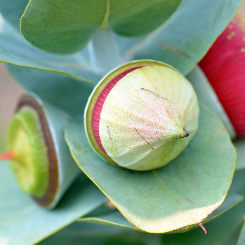 Eucalyptus macrocarpa - Eucalipto de gran fruto