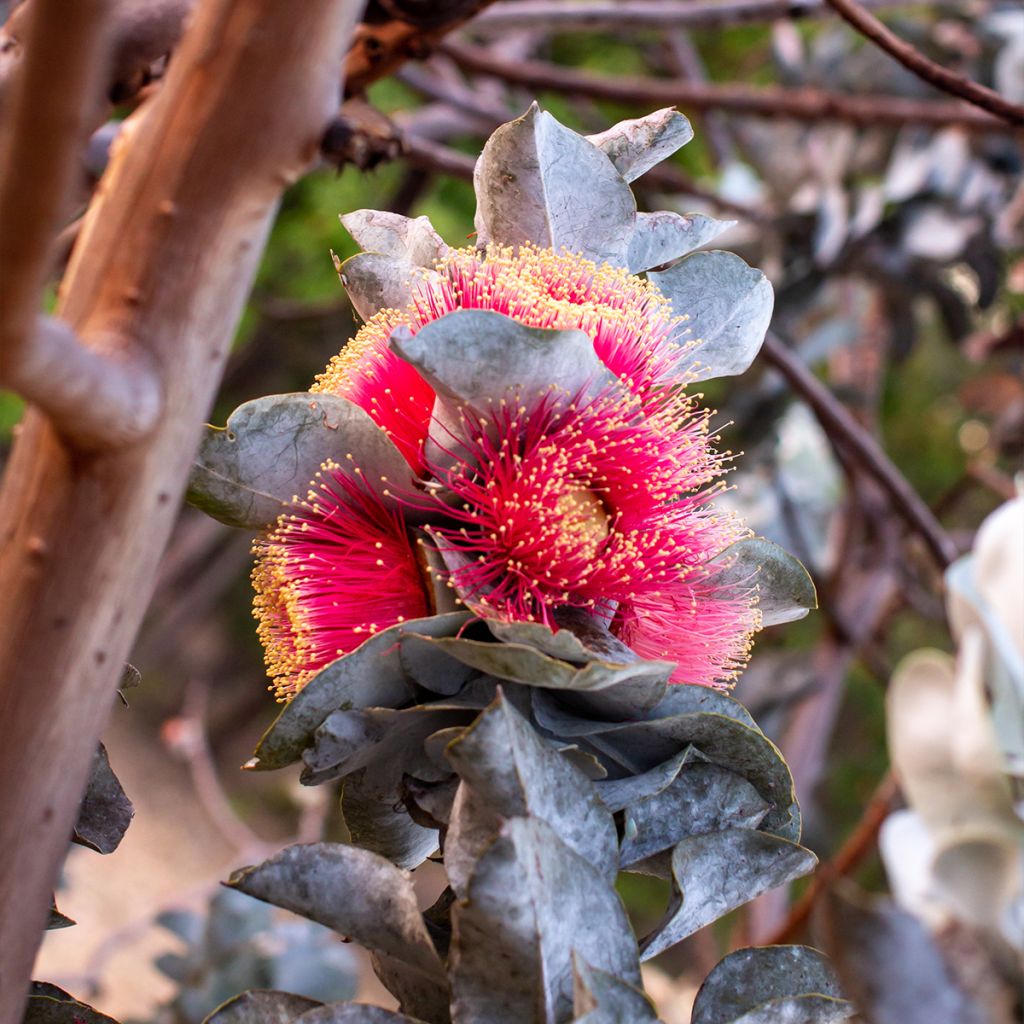 Eucalyptus macrocarpa - Eucalipto de gran fruto