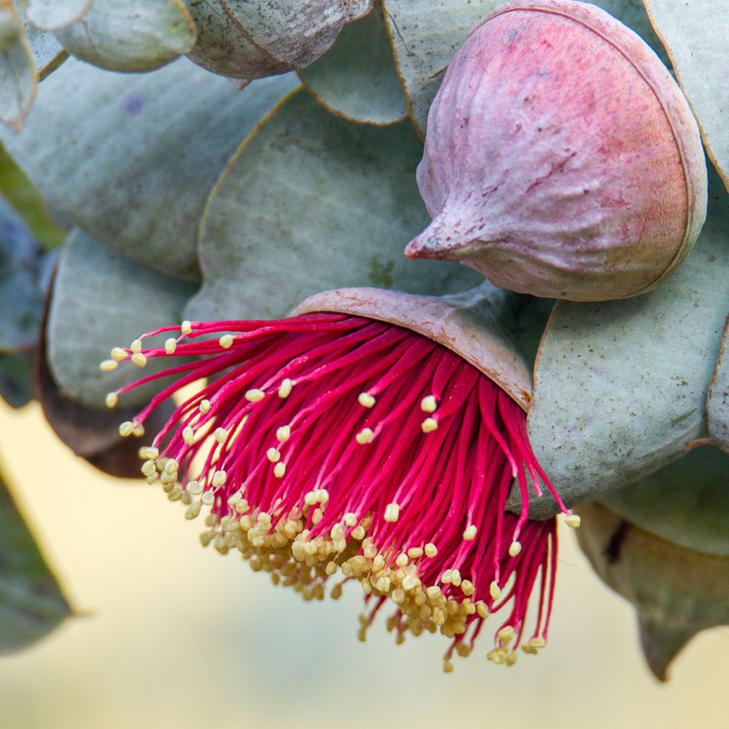 Eucalyptus macrocarpa - Eucalipto de gran fruto