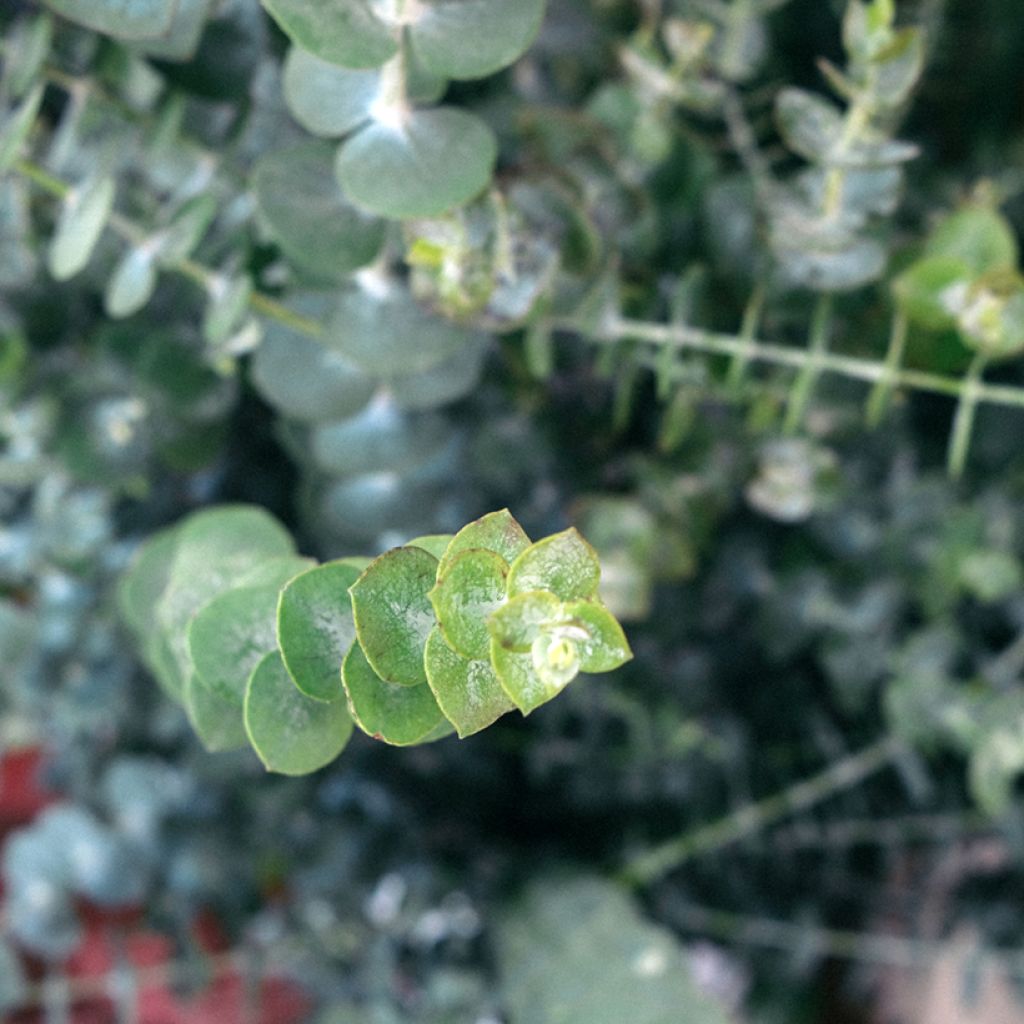 Eucalyptus pulverulenta Baby Blue Spiral