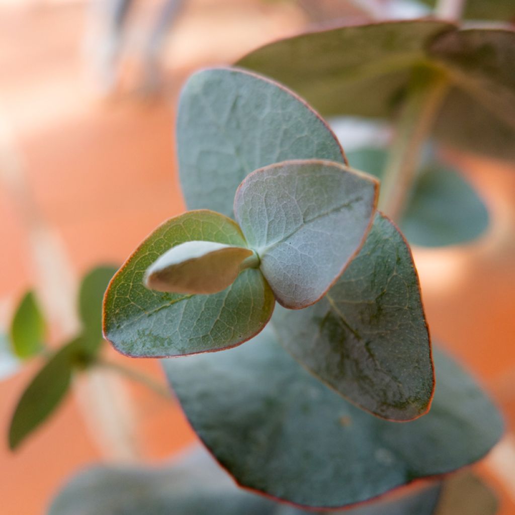 Eucalyptus pulverulenta Baby Blue Spiral