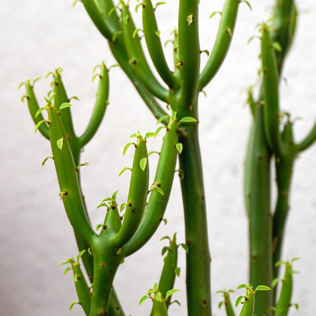 Euphorbia tirucalli
