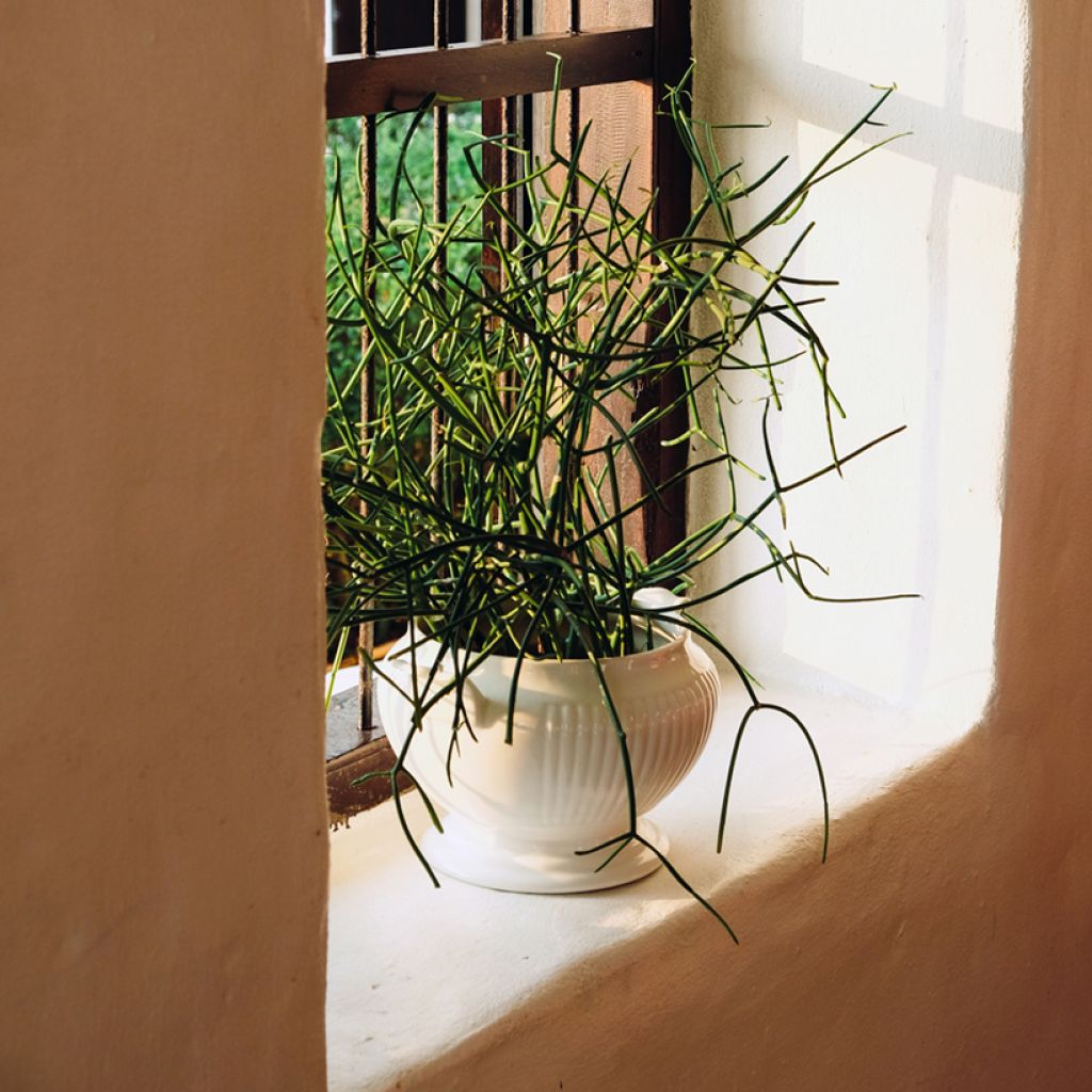 Euphorbia tirucalli