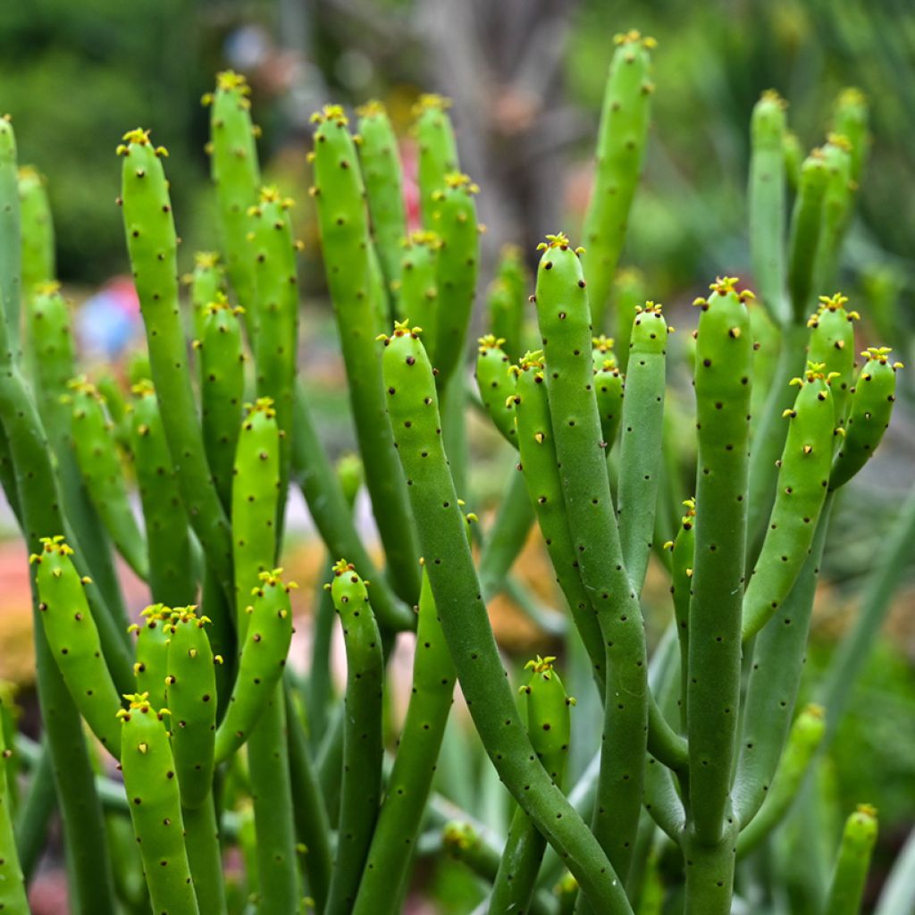 Euphorbia tirucalli