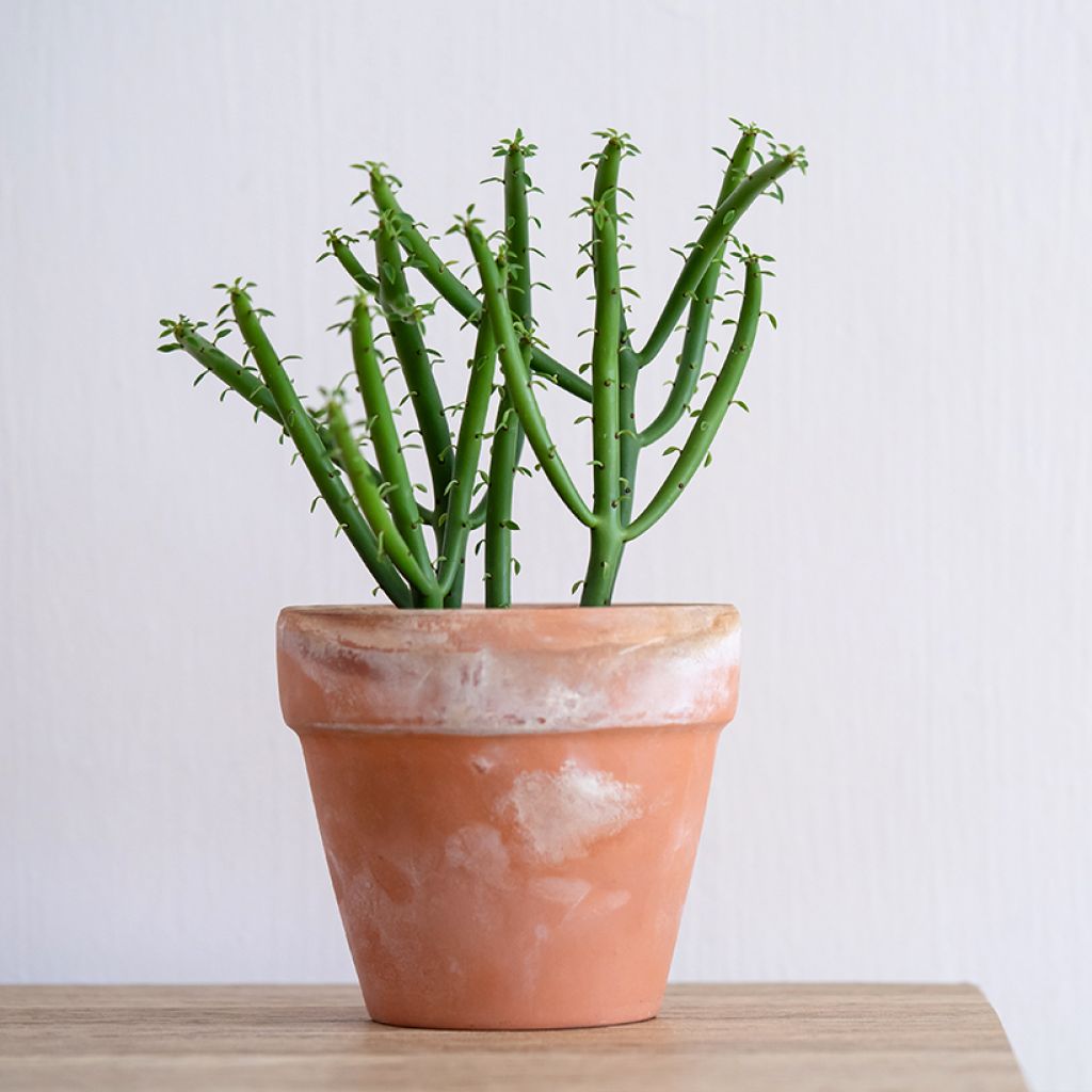 Euphorbia tirucalli